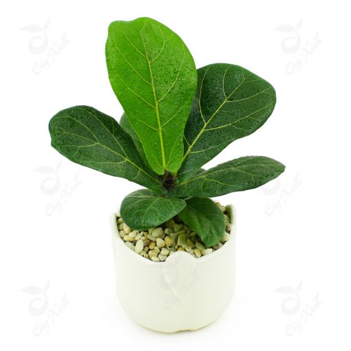 cay-bang-singapore-04-510x510