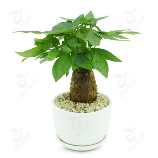 cay-kim-ngan-1-cu-chau-dia-trang-510x510