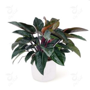 Tiểu cảnh Composite 02