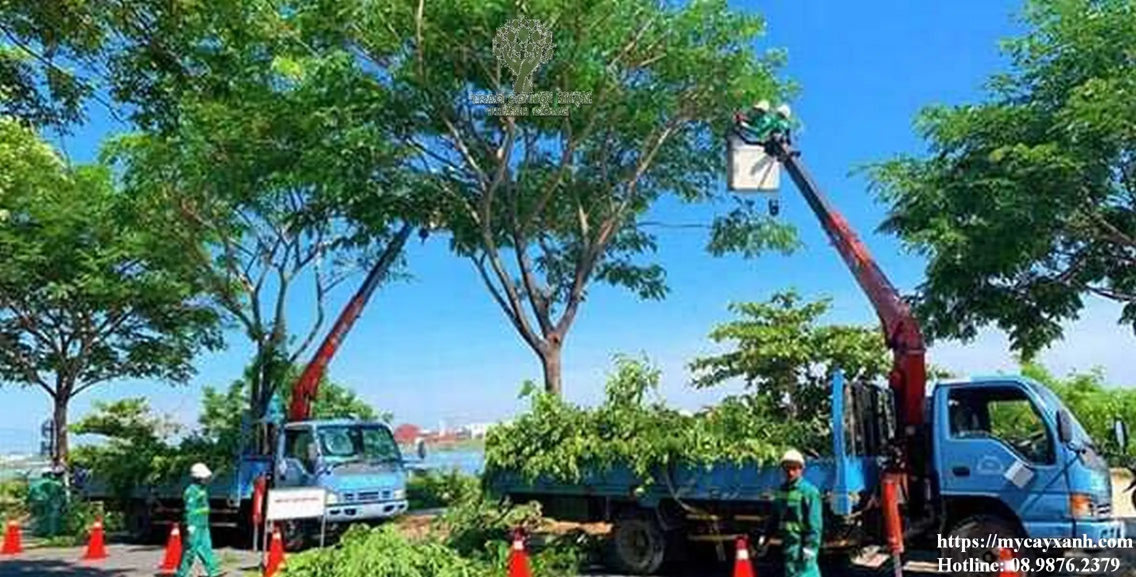 Hướng dẫn thủ tục di dời cây xanh trước nhà năm 2023